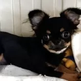 チワワ(ロング)