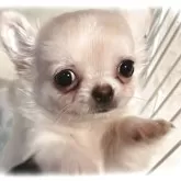 チワワ(ロング)