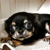 チワワ(ロング)【埼玉県・男の子・2025年5月12日・ブラックタン】の写真4