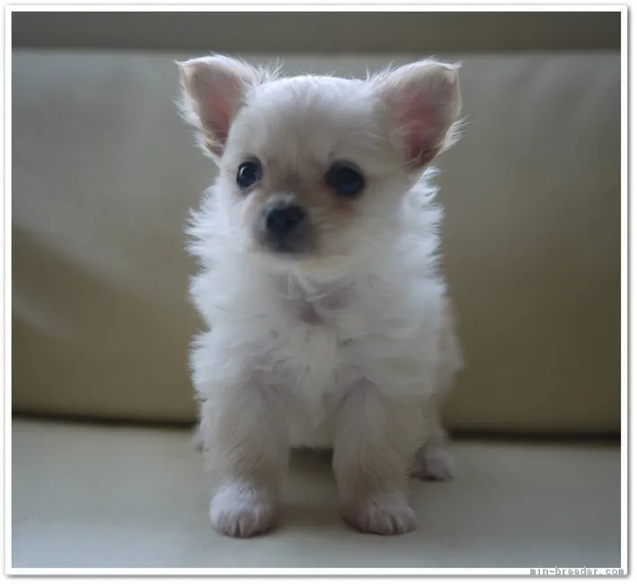 ID：1702-00855の子犬