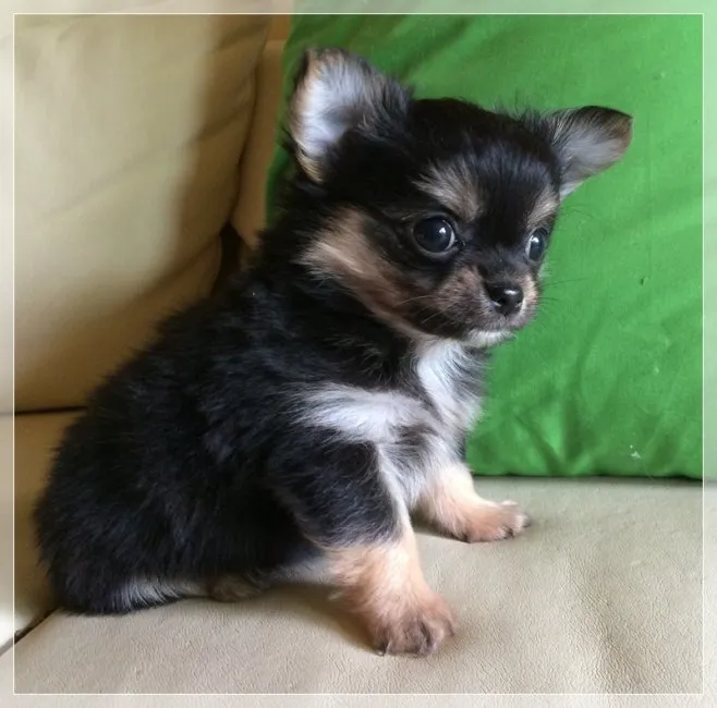 ID：1605-00798の子犬