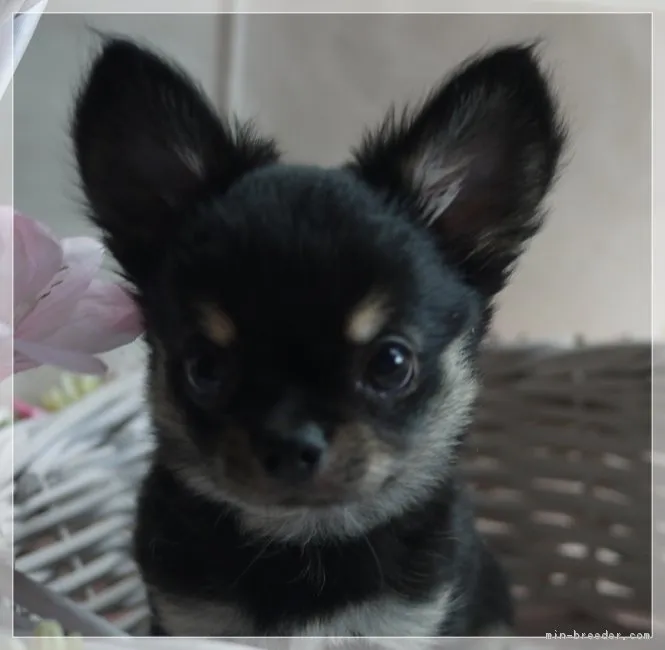 ID：1808-02003の子犬