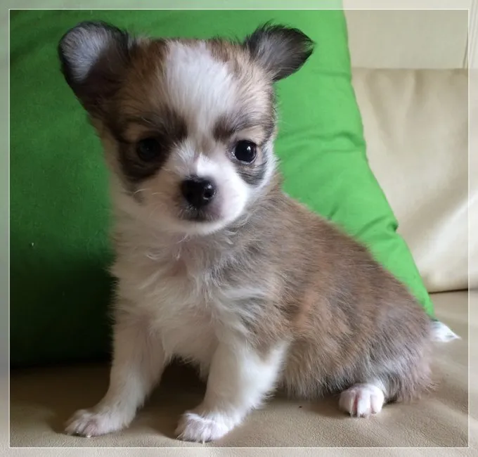 ID：1605-01601の子犬