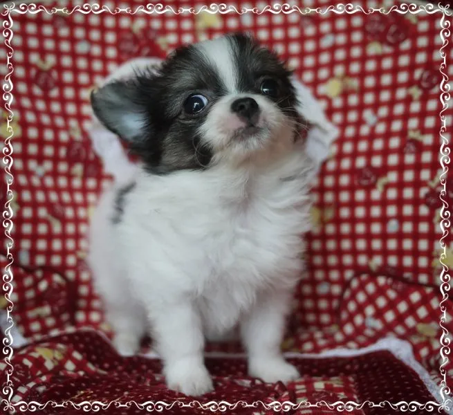 ID:1505-00109の子犬