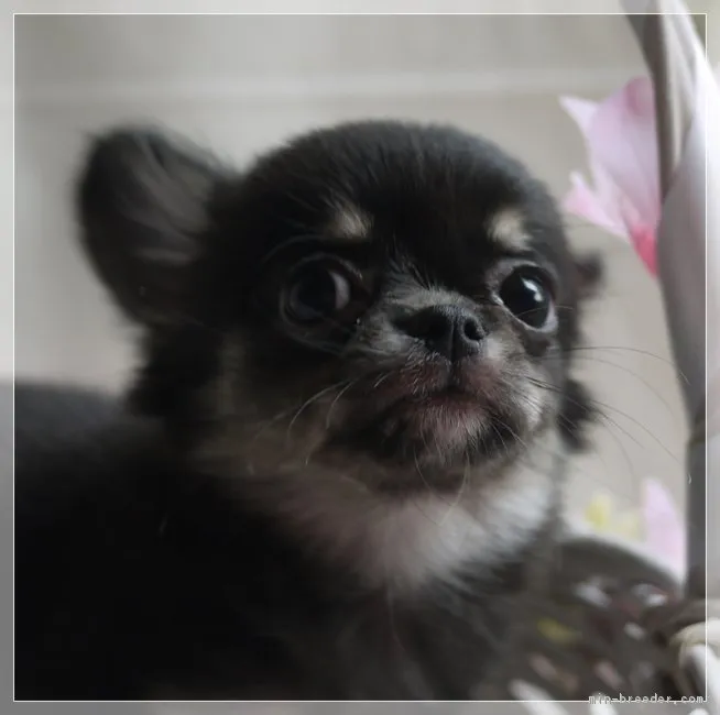 ID：1808-01991の子犬