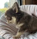 チワワ(ロング)【埼玉県・男の子・2022年11月3日・チョコタン】の写真2「3/3撮影」