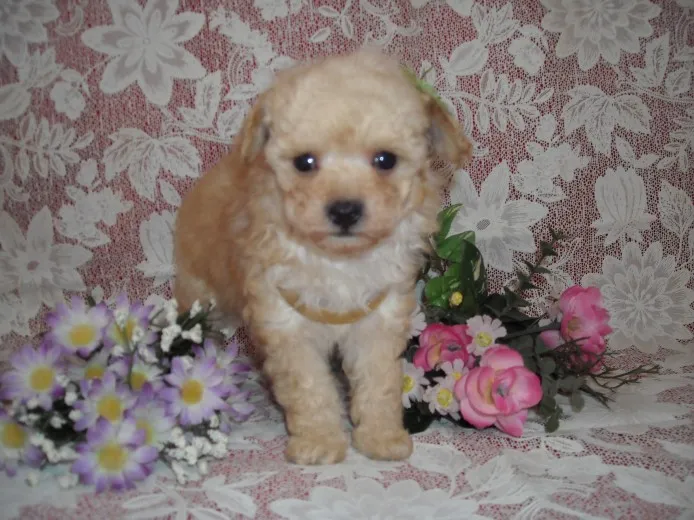 ルプ君ママ 様のお迎えした子犬