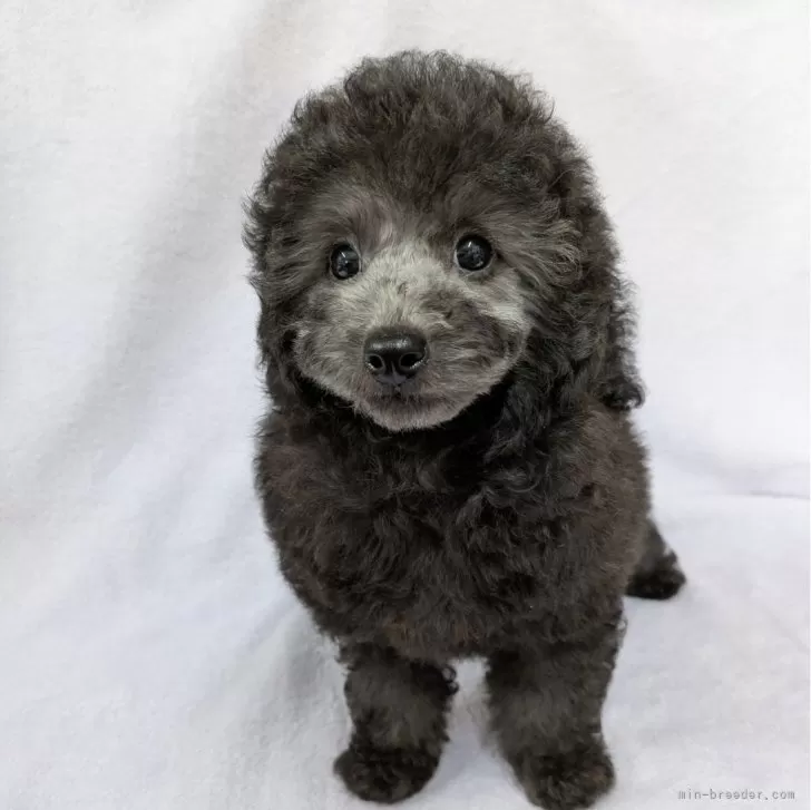 ID:2411-02364の子犬