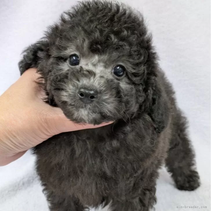 トイプードル(トイ)【滋賀県・男の子・2025年10月1日・グレー(シルバー)】の写真1