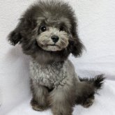 トイプードル(ティーカップ)