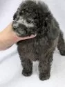 トイプードル(トイ)【滋賀県・男の子・2025年10月1日・グレー(シルバー)】の写真3