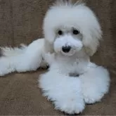 トイプードル(トイ)【滋賀県・女の子・2025年10月1日・クリーム】の写真7