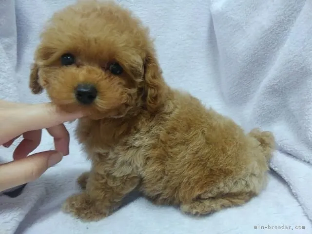 ID:1807-02236の子犬