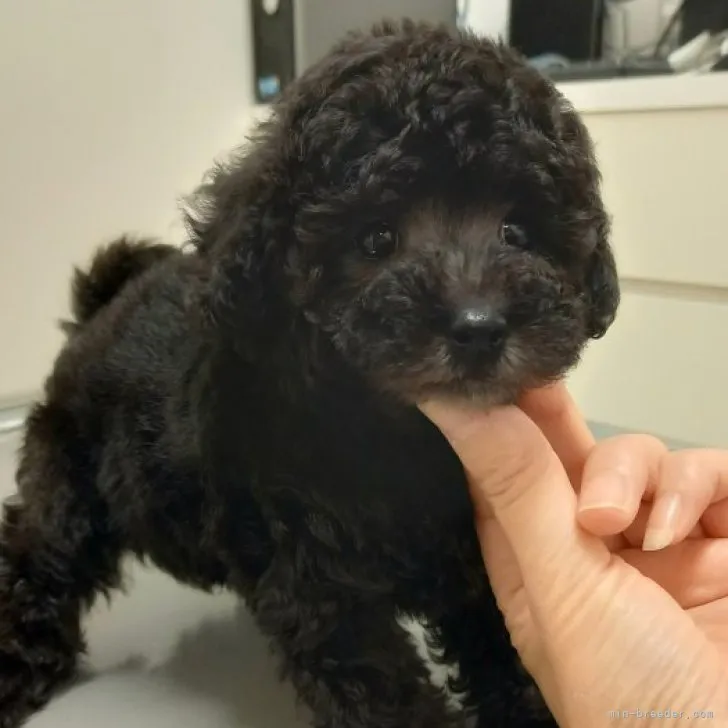 ID：2310-06586の子犬