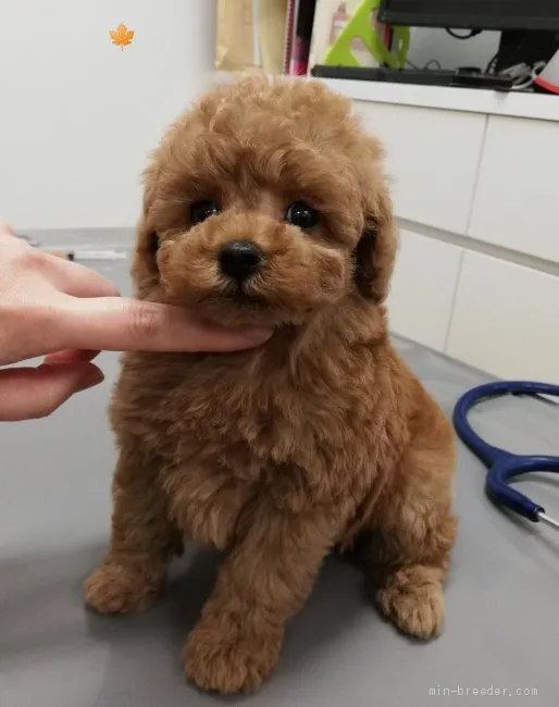 ID：2011-00236の子犬