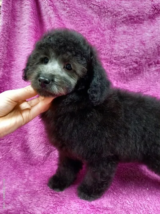 ID：2111-02435の子犬