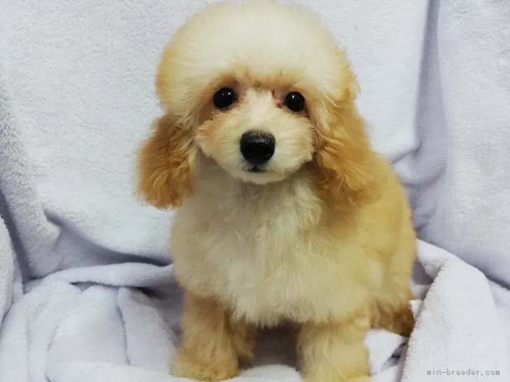 ID：1808-01478の子犬