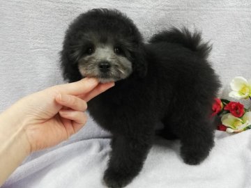 トイプードル(トイ)【滋賀県・男の子・2018年10月27日・シルバー】の写真「かまってちゃんな僕です」