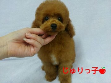 トイプードル(タイニー)【滋賀県・女の子・2016年5月19日・レッド】の写真「ムッチリボディ～抱き心地抜群よ♪」