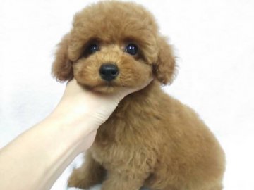 トイプードル(トイ)【滋賀県・女の子・2014年8月15日・レッド】の写真「お目目クリクリ。モコモコの女の子♪」