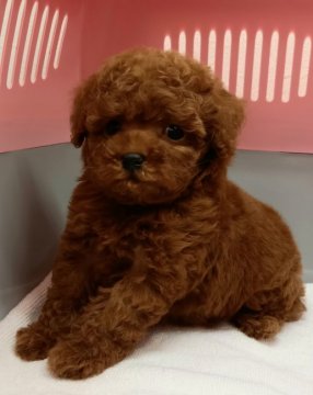 トイプードル(タイニー)【滋賀県・男の子・2021年4月6日・レッド】の写真「カラカラ鳴るおもちゃが大好き」