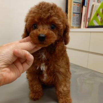 トイプードル(トイ)【滋賀県・男の子・2022年7月12日・レッド】の写真「大きめな僕ちゃん。仕草が可愛いです(o^∀^o)」