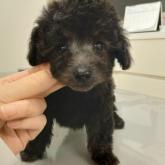 トイプードル(ティーカップ)