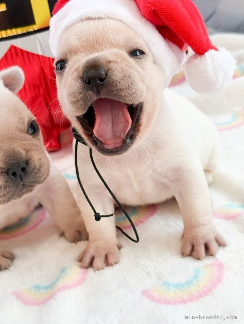 松嶋美華ブリーダーのブログ：みる×紋次郎baby