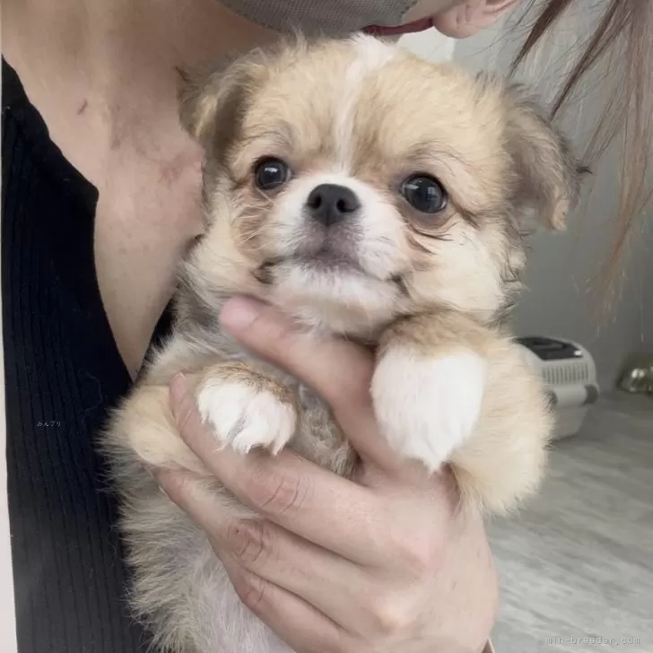 テンママ 様のお迎えした子犬