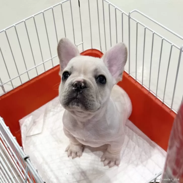 ID：2411-06030の子犬