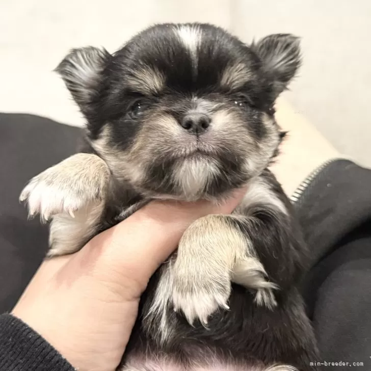 ID：2507-00646の子犬