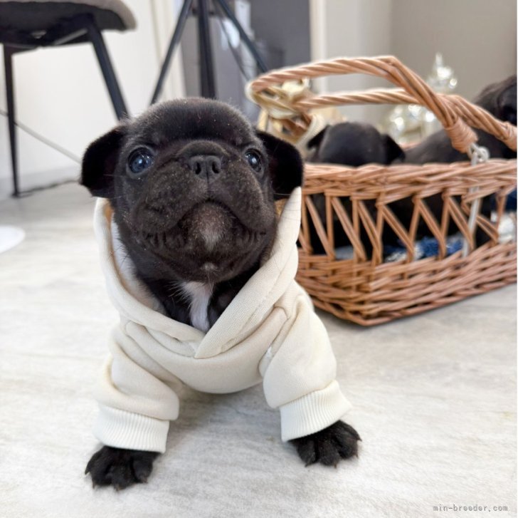 ブリーダー画像