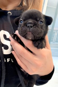 フレンチブルドッグ【兵庫県・女の子・2025年11月3日・ブラックブリンドル】の写真「良血統⭐️ショーライン⭐️アメリカンタイプ」