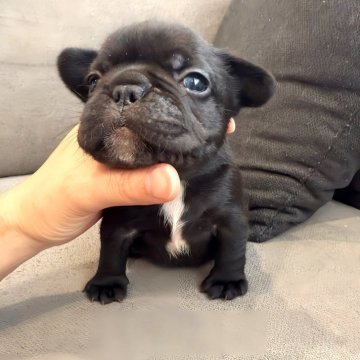 フレンチブルドッグ【兵庫県・男の子・2025年11月3日・ブラックブリンドル】の写真「excellent puppy🫶アメリカンタイプ」