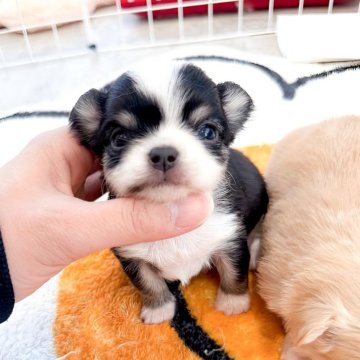 チワワ(ロング)【兵庫県・女の子・2026年1月3日・トライ】の写真「両親ドワーフペアから誕生しました💞」