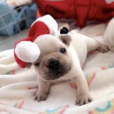 フレンチブルドッグ