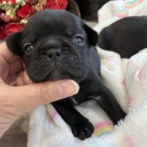 フレンチブルドッグ