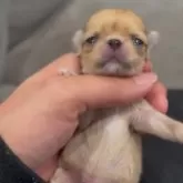 チワワ(ロング)