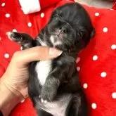 チワワ(ロング)