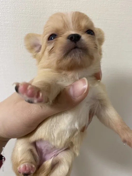 ID:1911-00129の子犬