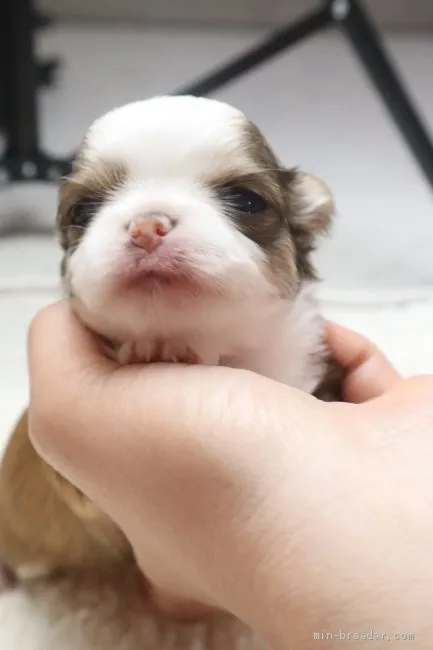 ID：2104-00479の子犬
