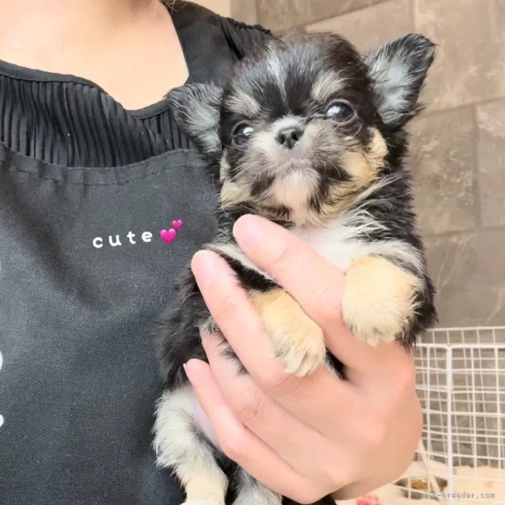 ID：2407-00546の子犬