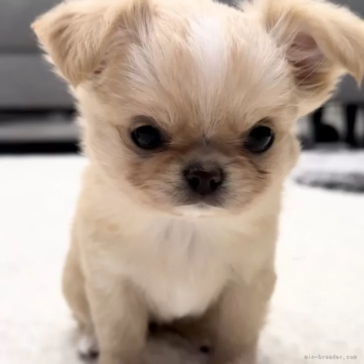 ID：2401-01424の子犬