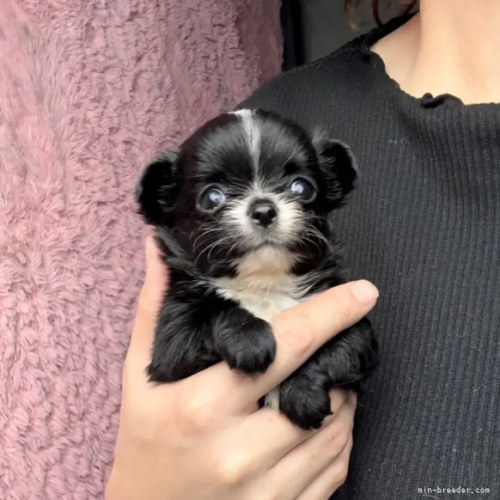 ID：2311-00851の子犬