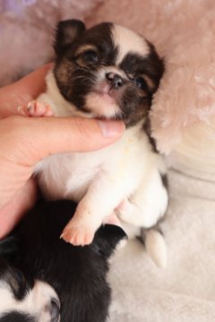 チワワ(ロング)【兵庫県・女の子・2021年5月26日・パーティー】の写真「ねこちゃん顔のプリティーガール❤️」