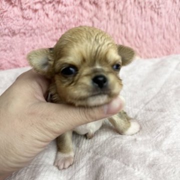 チワワ(ロング)【兵庫県・男の子・2023年7月30日・フォーン】の写真「素敵なご縁がありますように❤︎」