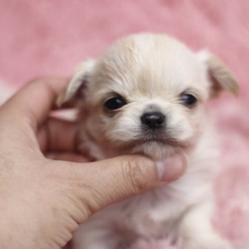 チワワ(ロング)【兵庫県・女の子・2023年8月5日・クリーム&ホワイト】の写真「💓excellent baby💓」
