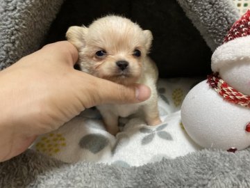 チワワ(ロング)【兵庫県・男の子・2019年10月17日・クリーム】の写真「垂れ目が超キュート❤️な小さい僕😊」