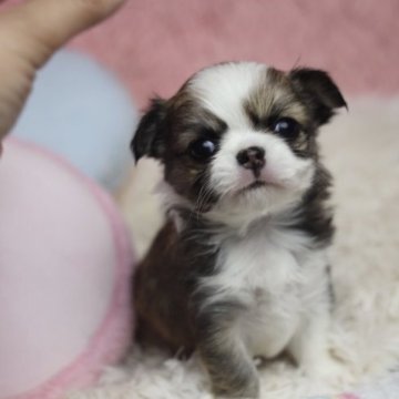 チワワ(ロング)【兵庫県・女の子・2023年8月19日・フォーンホワイト】の写真「まんまるおめめの可愛い女の子💕」