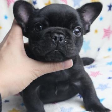 フレンチブルドッグ【兵庫県・男の子・2022年9月20日・ブリンドル】の写真「特選君AMCH血統　短足で丸顔男の子💕」